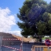 Imagen del árbol que se está tratando de salvar.