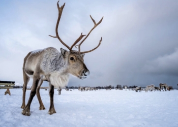 Los finlandeses tienen una unidad de medida basada en los hábitos urinarios de un reno