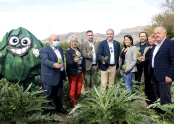 Arranca la campaña de recolección de la Alcachofa de la Vega Baja del Segura