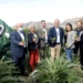 Arranca la campaña de recolección de la Alcachofa de la Vega Baja del Segura