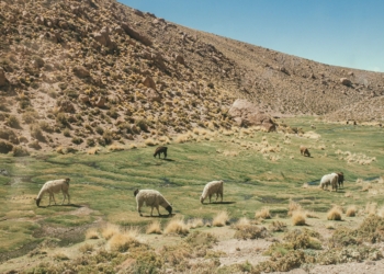 El aumento del pastoreo amenaza a los pastizales más áridos del planeta