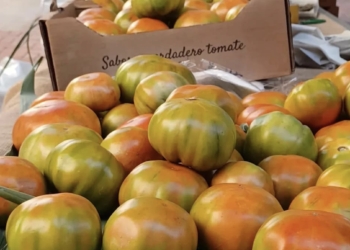 El tomate mutxameler precisa de mano de obra no solo local.