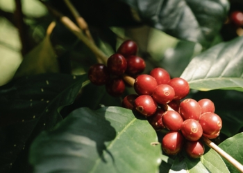 De la alimentación a la cosmética: investigadoras del CSIC explican cómo hacer el café sostenible