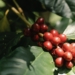 De la alimentación a la cosmética: investigadoras del CSIC explican cómo hacer el café sostenible