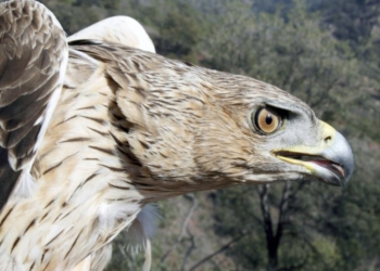 La instalación de cámaras en nidos de águila perdicera provoca fracasos en la reproducción de la especie