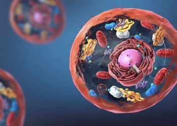 Descubren cómo las células regulan sus centrales energéticas