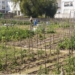 Agricultura entrega una nueva decena de huertos urbanos ecológicos