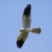 El aguilucho cenizo, ave del año
