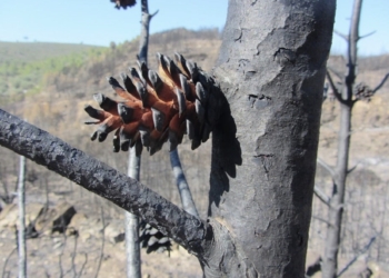 El fuego adelanta la reproducción sexual de los pinos