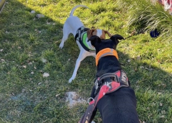 Aumenta el censo de animales registrados en Alcoy