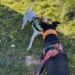 Aumenta el censo de animales registrados en Alcoy