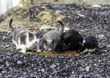 Protección Animal ampliará el contrato de prestación de servicios veterinarios para el albergue municipal