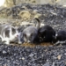 Protección Animal ampliará el contrato de prestación de servicios veterinarios para el albergue municipal