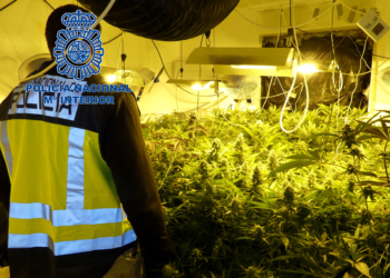 Detenidas dos personas por tráfico de drogas tras desmantelar una plantación con 353 plantas de marihuana