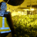 Detenidas dos personas por tráfico de drogas tras desmantelar una plantación con 353 plantas de marihuana