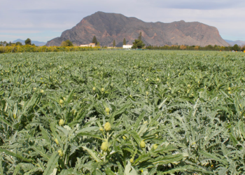 Plantación de alcachofas en la Vega Baja.