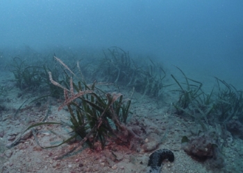 Investigadores de la UA alertan de la desprotección de las praderas de Posidonia ante los vertidos