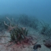 Investigadores de la UA alertan de la desprotección de las praderas de Posidonia ante los vertidos