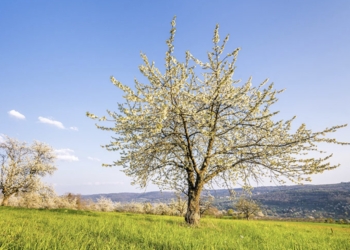 Un estudio establece el nivel de riego adecuado para un cultivo del almendro más rentable y sostenible