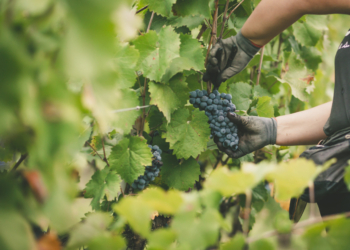 Celler del Roure, el pasado es el futuro