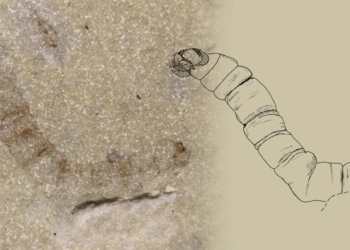 Localizan en Mallorca la larva fósil del “mosquito” más antiguo del planeta