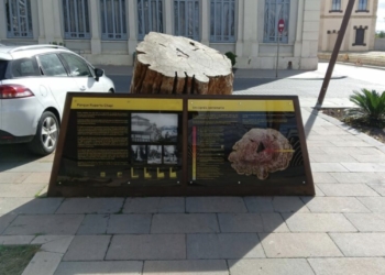 El MUVI restaura el tocón del árbol centenario en honor a Ruperto Chapí