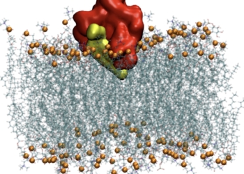 Un estudio de la UMH abre el camino hacia la obtención de agentes virales que impidan la entrada del Covid-19 en el organismo