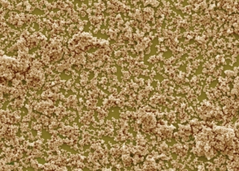 Superbacterias, la pandemia silenciosa