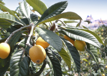 Nísperos en una plantación de Altea.