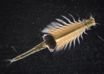 Descubiertas dos nuevas especies del crustáceo ‘Artemia’