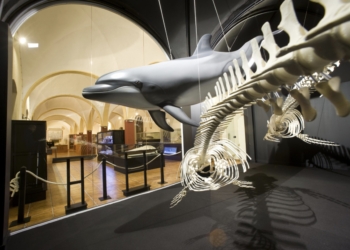 El viernes empiezan nuevas visitas guiadas en el Museo de Historia Natural de Torrevieja