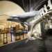 El viernes empiezan nuevas visitas guiadas en el Museo de Historia Natural de Torrevieja