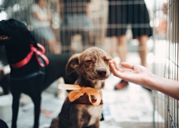 Torrevieja aprueba la licitación de las obras de construcción del nuevo albergue municipal de Animales