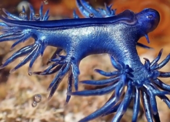 Reaparece en aguas de Alicante el extraño dragón azul