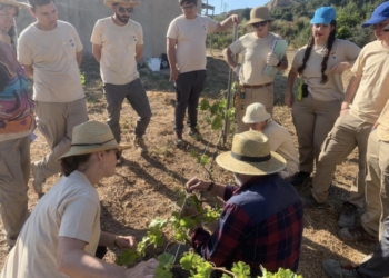 Finaliza la plantación de microviñas en el ‘Molí dels Moros’