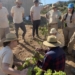 Finaliza la plantación de microviñas en el ‘Molí dels Moros’