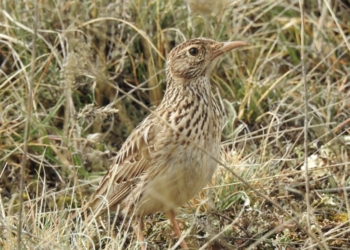 La población de alondra ricotí, ave en peligro de extinción, disminuyó en un 66% tras la borrasca Filomena