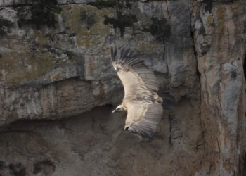 La dieta de los buitres está modelada por su cultura