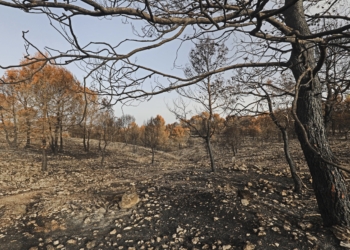 La Diputación incrementa un 300% las ayudas para la prevención de incendios forestales
