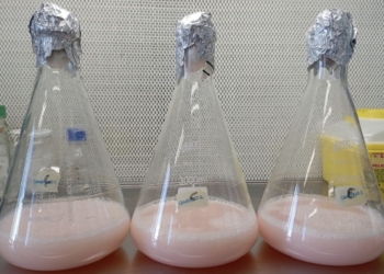 Investigadores de la UA identifican la capacidad anticancerígena de un pigmento presente en las salinas de Santa Pola