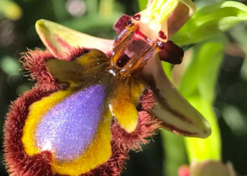 Phrys speculum | Bárbara Contelles