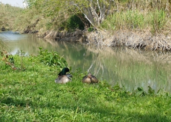 De sierras, inundaciones y dragones de río