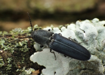 Los insectos saproxílicos que habitan en las oquedades de los árboles son más vulnerables que hace una década