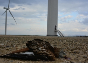 La nueva normativa ambiental europea sobre energías renovables tendrá un impacto negativo en la biodiversidad
