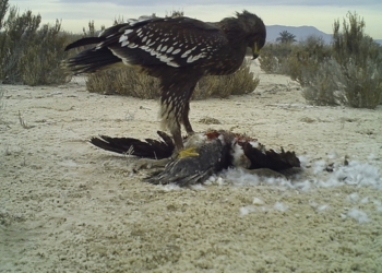 La carroña ha sido tradicionalmente infravalorada en la dieta de los animales vertebrados