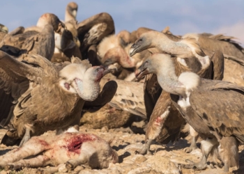 La pérdida de la trashumancia afecta negativamente a las comunidades de buitres