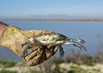El cangrejo azul protagoniza el concurso gastronómico que organiza el CIMAR de la Universidad de Alicante