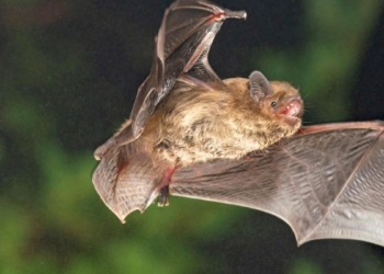 Altea confía en las aves para luchar contra las plagas de mosquito