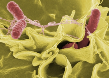 Más de una veintena de afectados por un brote de salmonela en Santa Pola