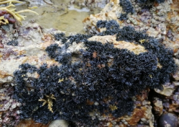 Descubren una nueva especie del género de hongos liquenizados Lichina en la costa de Canarias